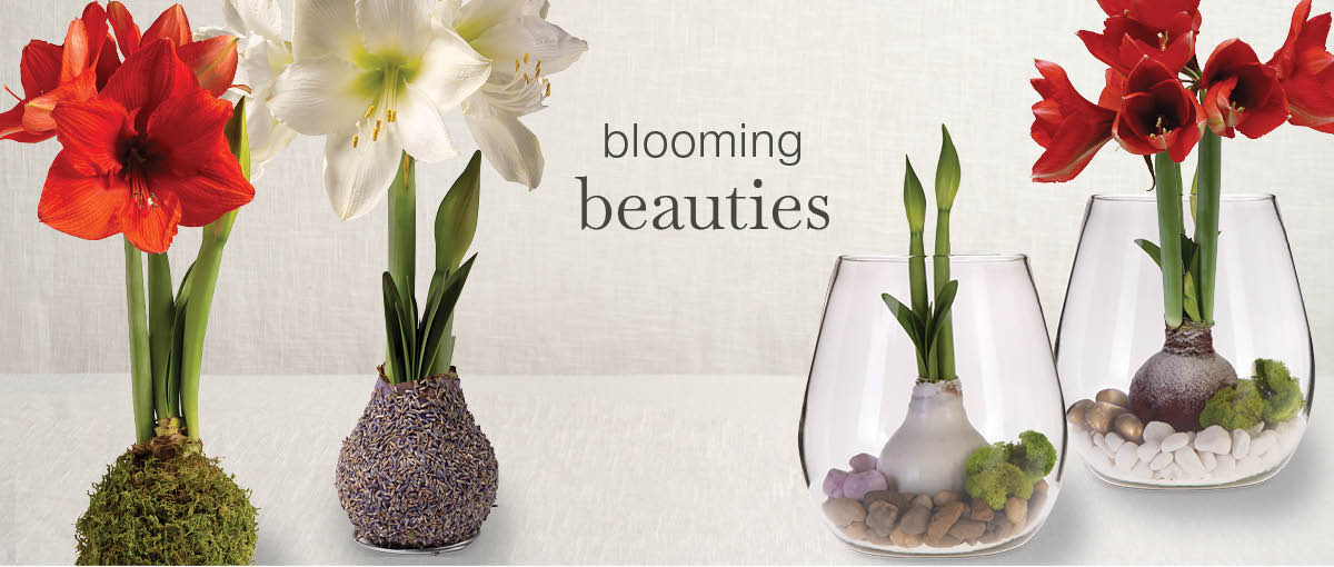 Image of Jumbo Wax Amaryllis Bulb - blooming beauties
