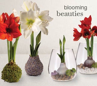 Image of Jumbo Wax Amaryllis Bulb - blooming beauties