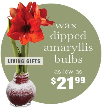 Image of Wax-Dipped Amaryllis Wax Bulb as low as $21.99. LIVING GIFTS