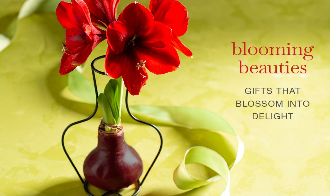 image of Amaryllis Bulbs in wire frame. our blooming beauties. GIFTS THAT BLOSSOM INTO DELIGHT