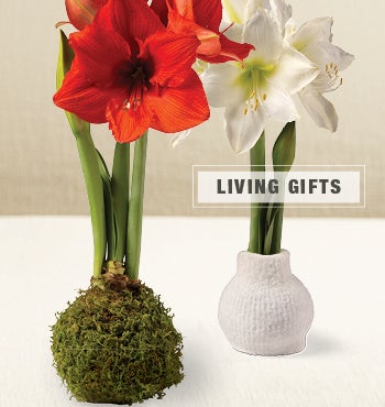 Image of Cozy Sweater Amaryllis Wax Bulb. LIVING GIFTS