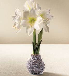 Image of Jumbo Size- No-Water Wax Dipped Amaryllis Bulb, Lavendar