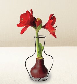 Image of Metal Frame Vase with Wax Amaryllis Bulb