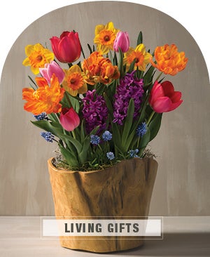 Image of Bright Bulb Garden in Root of Earth Bowl.  LIVING GIFTS