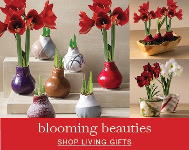 image of assorted amaryllis bulb gardens. blooming beauties SHOP LIVING GIFTS