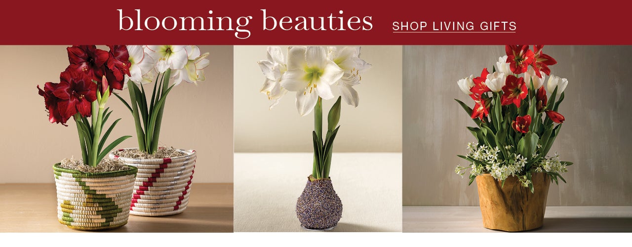 image of assorted amaryllis bulb gardens. blooming beauties SHOP LIVING GIFTS