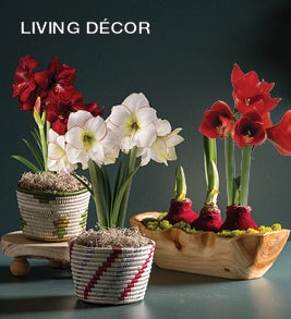 Image of Jumbo Size- No-Water Wax Dipped Amaryllis Bulb, Lavendar. Shop live décor.