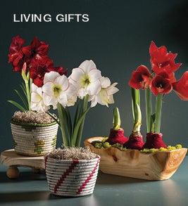 Image of amaryllis bulb gardens in seagrass baskets and a wooden bowl. Shop Living Gifts.
