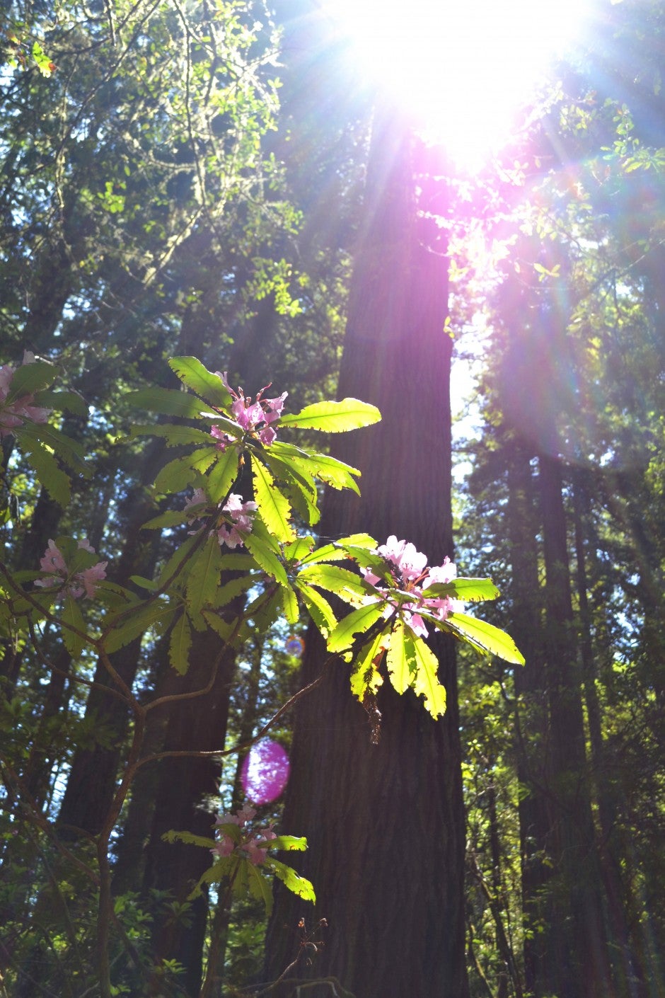 oregon redwood trees