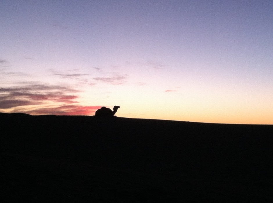 morocco camel at sunset