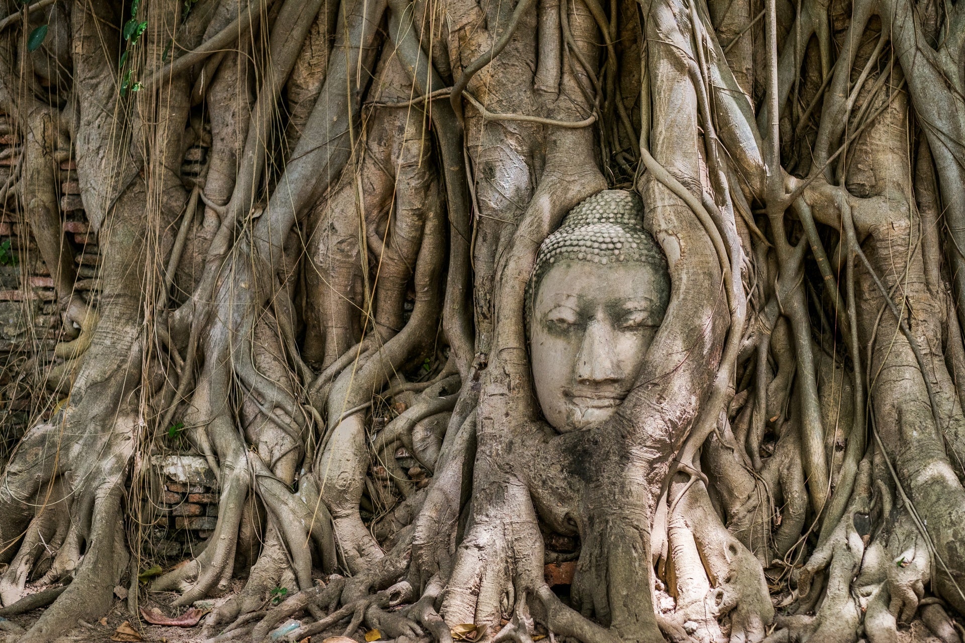 Buddha face in tree